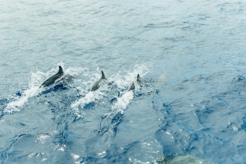 Teneryfa: grindwale, delfiny i podwodne widoki2-godzinny rejs bez usługi odbioru