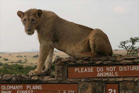 Game Drive w Parku Narodowym Nairobi