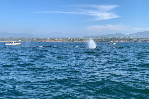 Puerto Escondido: Bootstour zu Delfinen und MeerestierenPrivate Tour