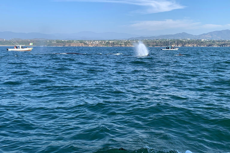 Puerto Escondido: Bootstour zu Delfinen und MeerestierenPrivate Tour