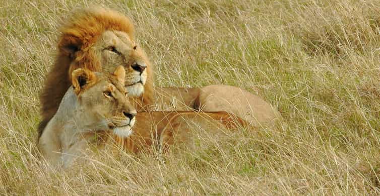 Overnight Safari to Amboseli From Nairobi | GetYourGuide