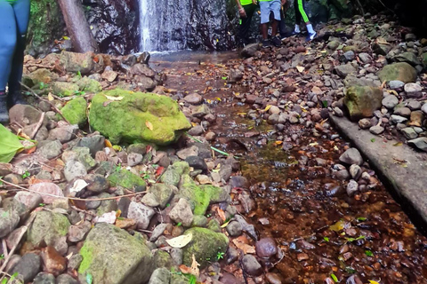 Basseterre Rainforest Hike Basseterre Rainforest Hike Private Tour