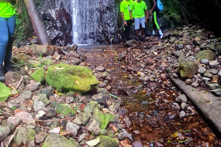 Basseterre Rainforest Hike Basseterre Rainforest Hike Private Tour