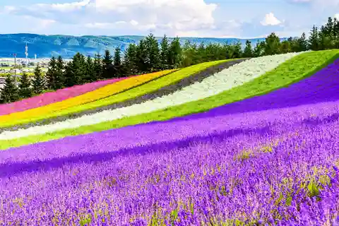 Hokkaido: Biei Blue Pond, Flower Fields, Ningle Terrace Trip