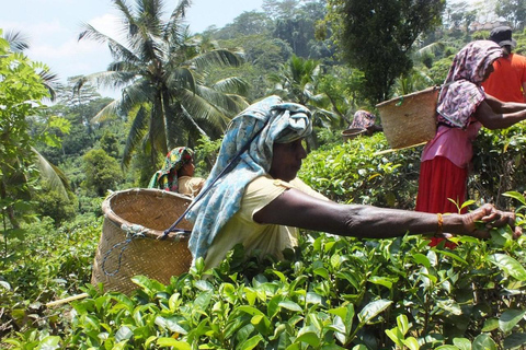 Tea Factory Tour with Tea Tasting , Pickup and Drop off