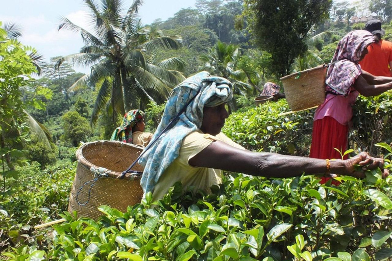 Tea Factory Tour with Tea Tasting , Pickup and Drop off