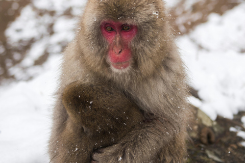 From Tokyo:Nagano Snow Monkeys Park & Hot Springs Experience
