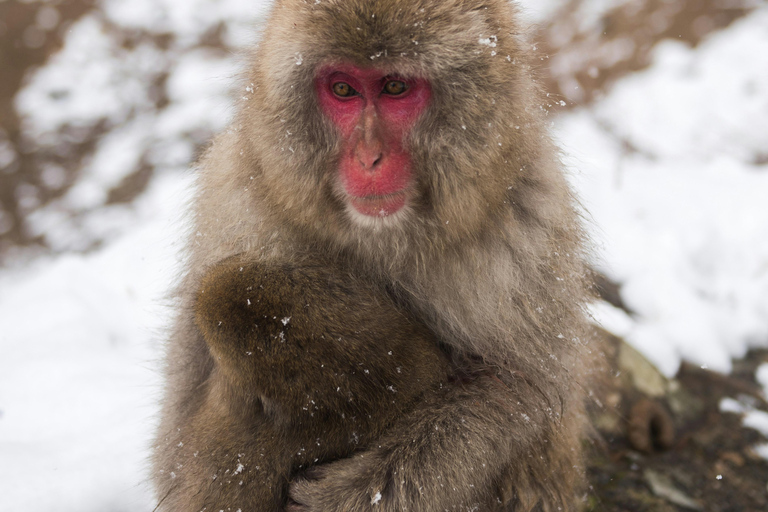 From Tokyo:Nagano Snow Monkeys Park & Hot Springs Experience