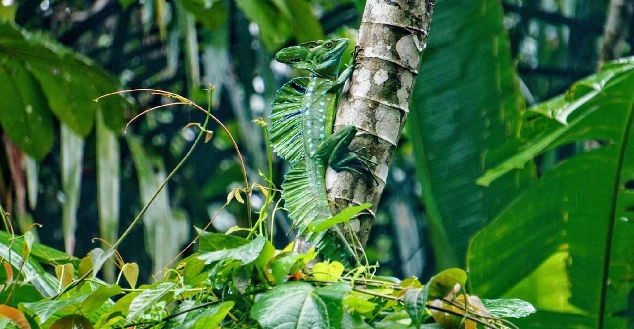 Tortuguero, Day walk in Tortuguero National Park - Housity