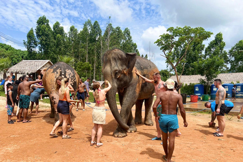 Expérience avec les éléphants avec transferts et buffet de nourriture thaïlandaise