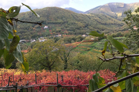 Ab Positano: Tour zur Amalfiküste und Weinprobe mit Mittagessen