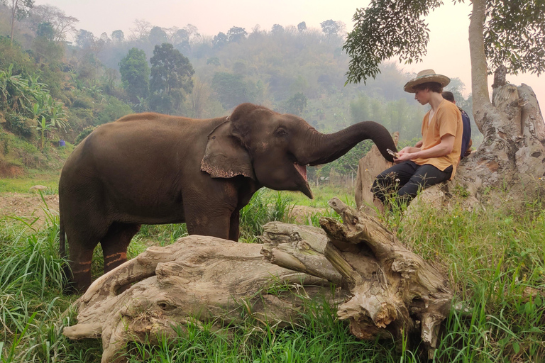 4 Experiences: Elephants, Sticky waterfalls, Market &amp; templeElephants: Sticky waterfalls: Local Market: Wat Banden