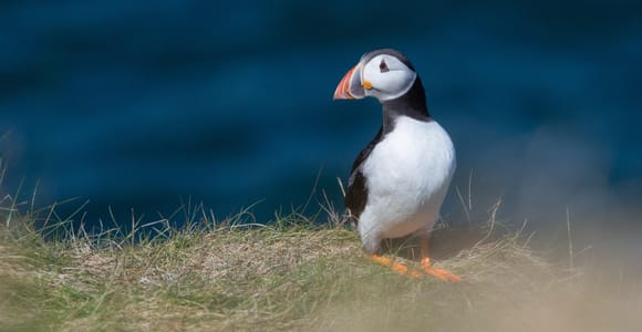 Von Aberdeen aus: North East Coastal Trail Kleingruppentour
