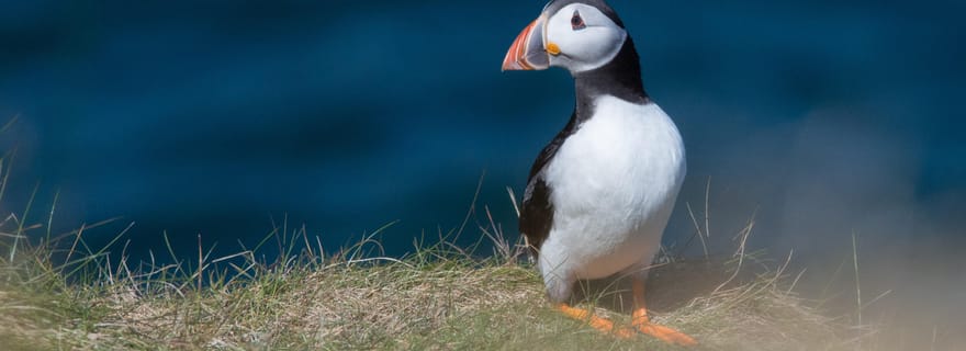 Au départ d'Aberdeen : Visite en petit groupe de la piste côtière du nord-est