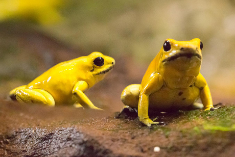 Medellín: Entry to Parque Explora