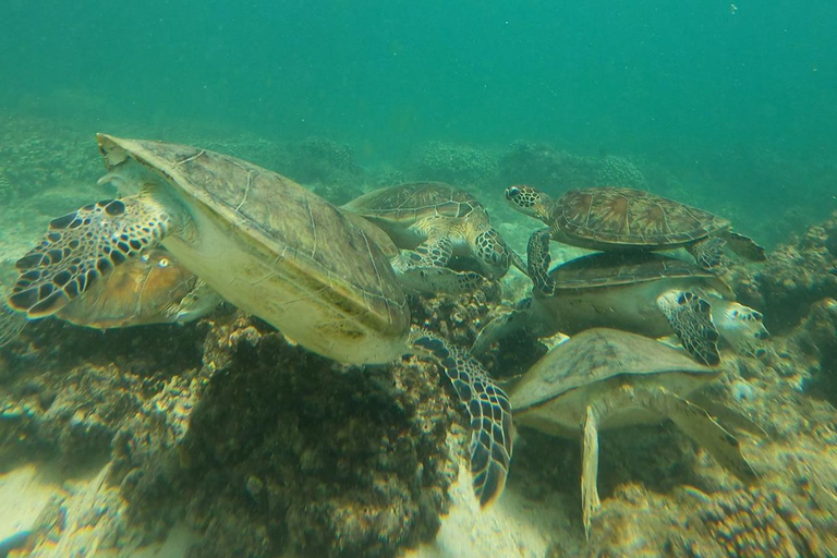 diymaniyat Snorkelling (swim whalesharks or turtles)diymaniyat : snorkeling : tour