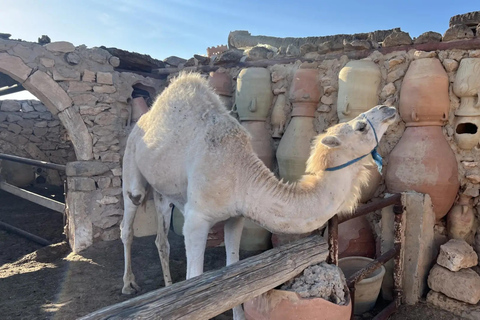 Djerba: Half-day island tour Djerba: Half-day tour of Djerba Island