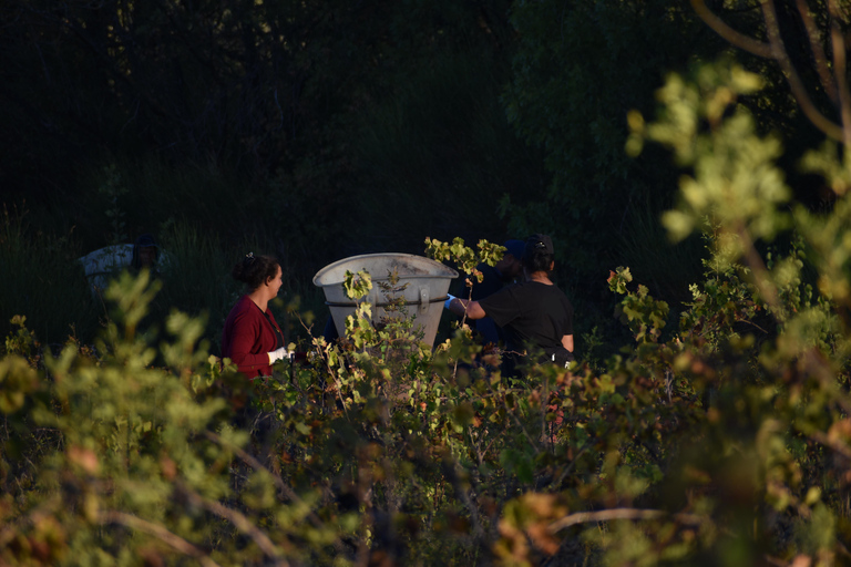 Massmamier La Mignarde : Wine Tasting Massmaier La Mignarde : Wine Tasting