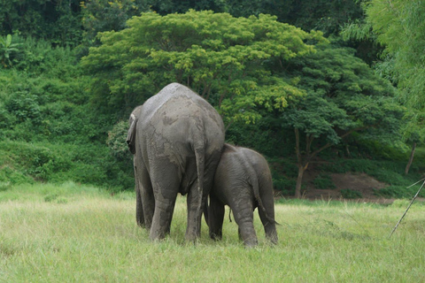 Chiang Mai: Ethical Elephant Experience - Transfer Options A : Meeting Point Feeding, Walk with Elephants (No Transfer)