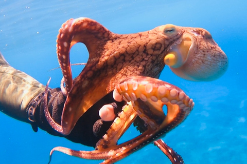Oahu: Beginner SCUBA duik bij Electric Beach