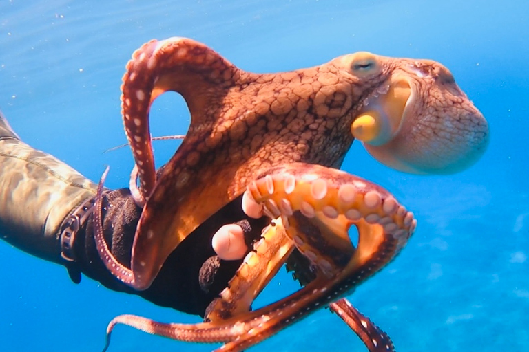 Oahu: Beginner SCUBA duik bij Electric Beach