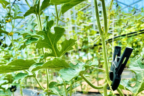 Seasonal Fruit Picking & Dream Cattle Farm Day Tour Hongik Univ. station, exit 9