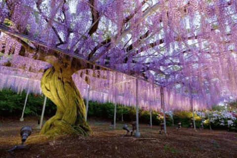 From Tokyo: Ashikaga Flower Park Day Trip with English Guide Ashikaga Full Day Private Customized Tour With English Guide