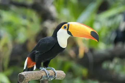 Central Park Zoo Skip-the-line Tickets & Privattransfers