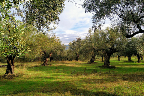 Miasto zamkowe Mystras, Sparta, Muzeum Oliwek - prywatna jednodniowa wycieczka