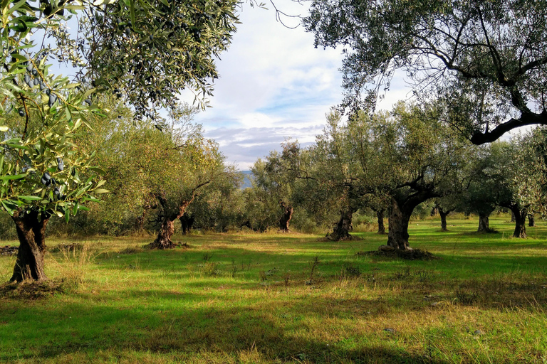 Miasto zamkowe Mystras, Sparta, Muzeum Oliwek - prywatna jednodniowa wycieczka