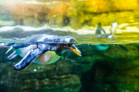 Valencia: Oceanogràfic TicketNicht erstattbar: Eintrittskarte zum L'Oceanogràfic