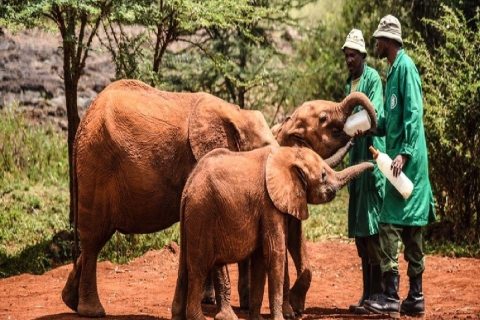 David Sheldrick: Sierociniec dla słoni
