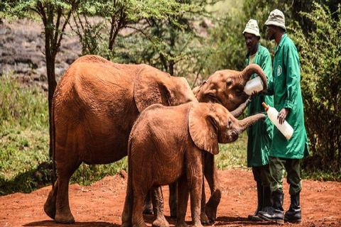 David sheldrick: Elephant orphanage