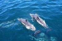 Dolphin regardant à Kalpitiya - Housity