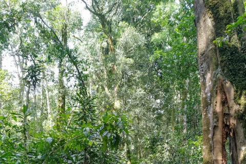 Day tour to Kakamega Rainforest from Kisumu