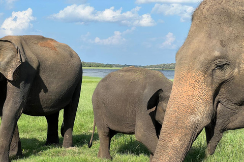 Minneriya: Safari em jipe privado no Parque Nacional de Minneriya