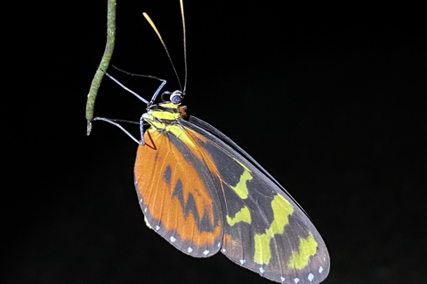 Manuel Antonio: Tour serale con guida naturalistica.