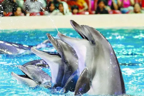 From Side Dolphin and Seal Show Ticket with Hotel Transfers