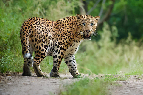 Jaipur : Safari aux léopards à Jhalana l Repérer les animaux sauvages