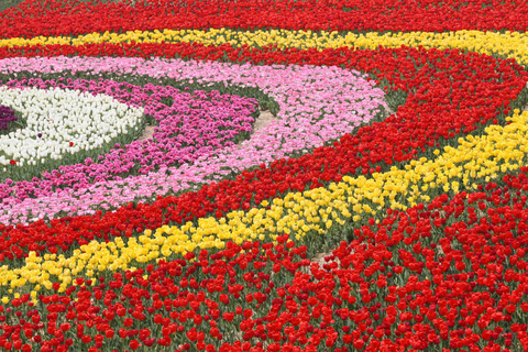 Seoul: Taean Tulip Festival and Strawberry Picking Day Tour Shared Tour, Meet at Dongdaemun