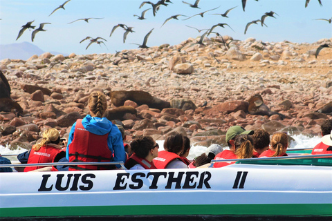 Paracas: Tour en barco guiado por las Islas Ballestas