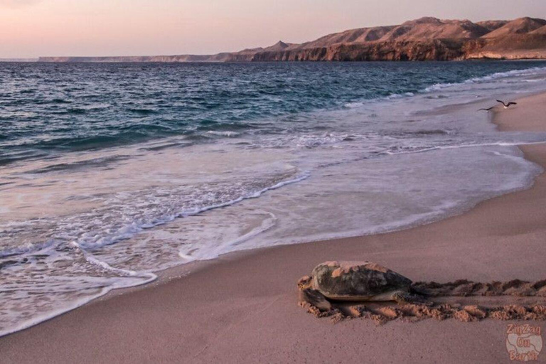 Oman Coastal Escape: Fins Beach, Sur, RasAlJinz Turtle Watch