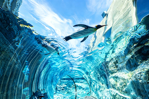Sapporo: Asahiyama Zoo, Blue Pond & Chiyoda Farm Day Tour Private Sightseeing Tours
