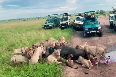 Tanzânia: Safari de 3 dias em Tarangire, Lago Manyara e Ngorongoro