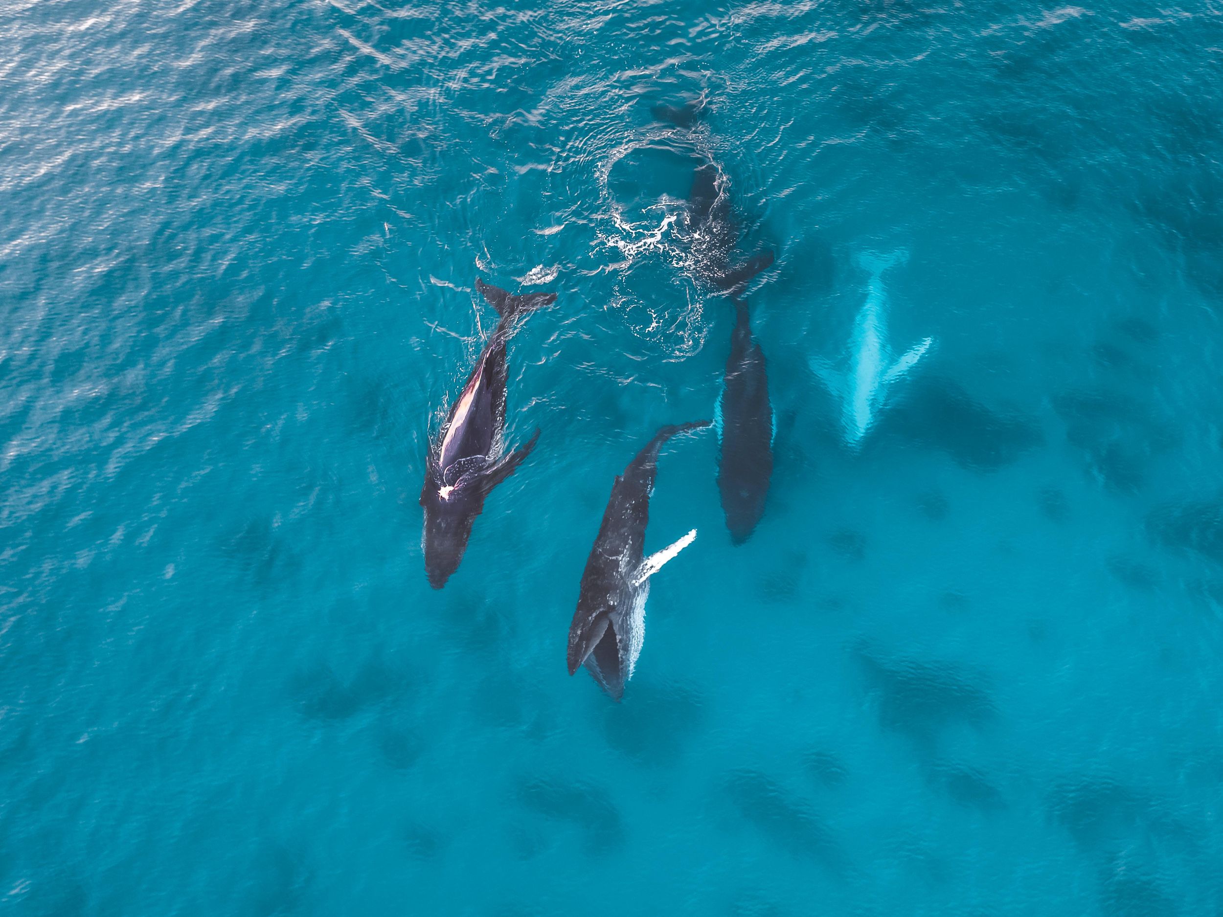 Broome: Whale Watching Katamaran-Tour bei Sonnenuntergang