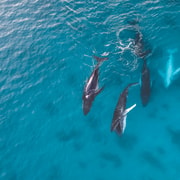 Broome: Sunset Whale Watching Catamaran Cruise