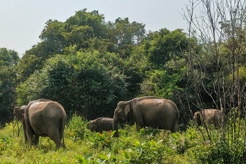 Hurulu Eco Park Safari with Authentic Village Experience Hurulu Park Private Safari (Only) - No Entry Fees Included