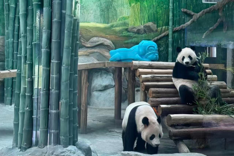 Yueyang: Giant Panda Garden Skip-the-Line Ticket