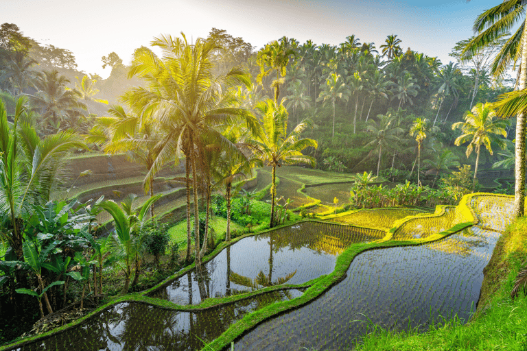 Ubud: Monkey Forest, Waterfall, and Rice Terrace Tour Private Tour Includes Entry Tickets