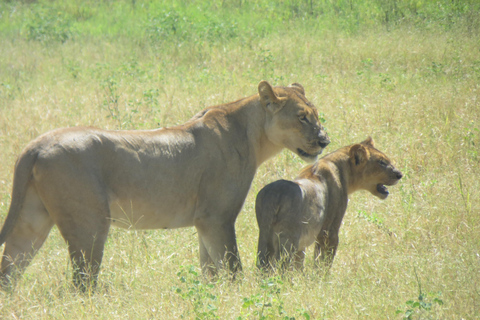 Victoria Falls: Zambezi Sunset Cruise & Botswana Chobe Park